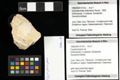 Foto (Objekt + Etiketten) von Cycloprosopon sp. 